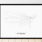 All roads lead to Pittsburgh (United States of America) Fine Art Map Print