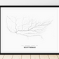 All roads lead to Scottsdale (United States of America) Fine Art Map Print